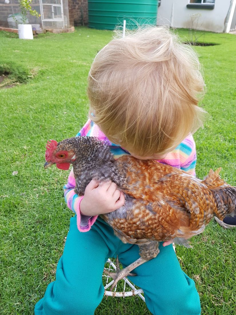 A child carefully carrying a hen across a lawn
